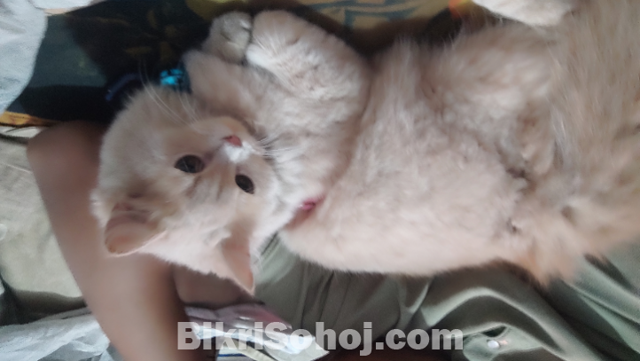 Persian cat